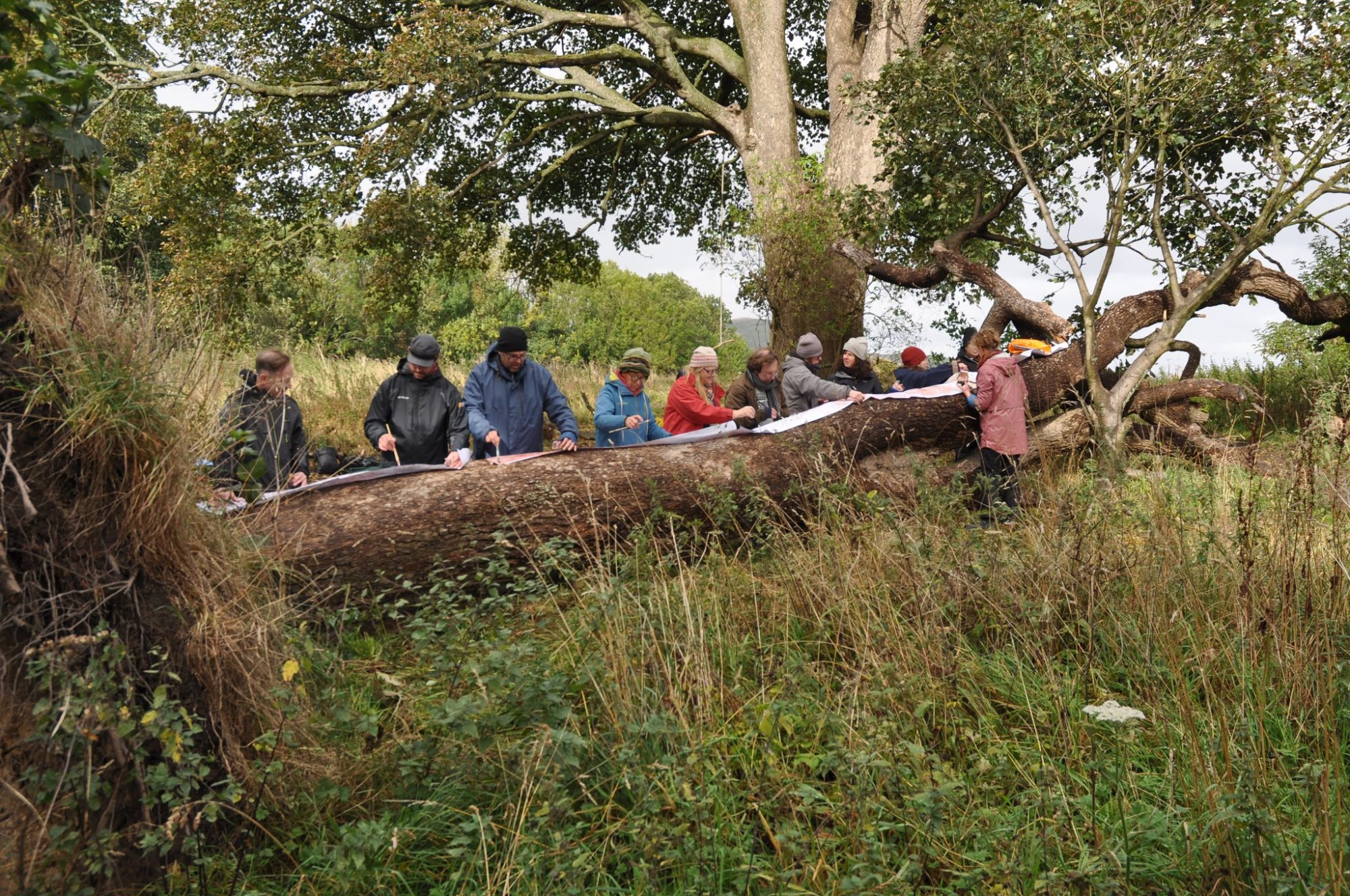 5 walks, 5 trees, 5 poems